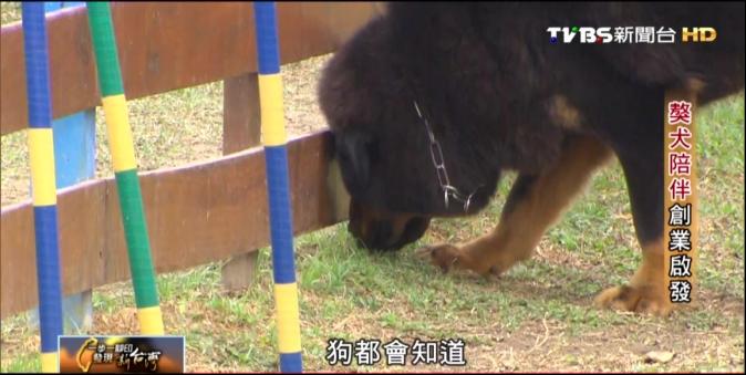 【一步一腳印】獒犬陪伴創業啟發