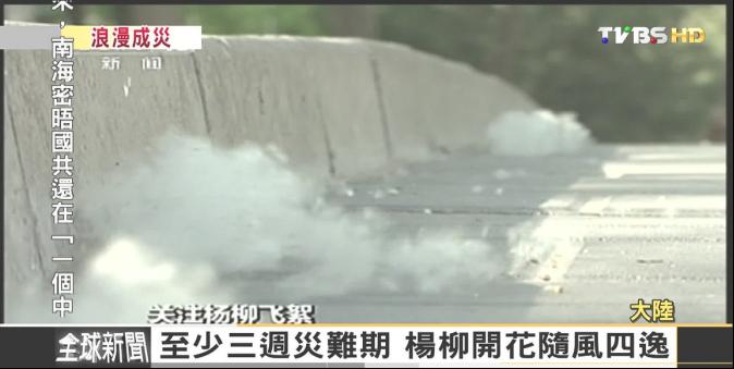 【FOCUS新聞】五月飛雪何處來 北京柳絮處處撲面