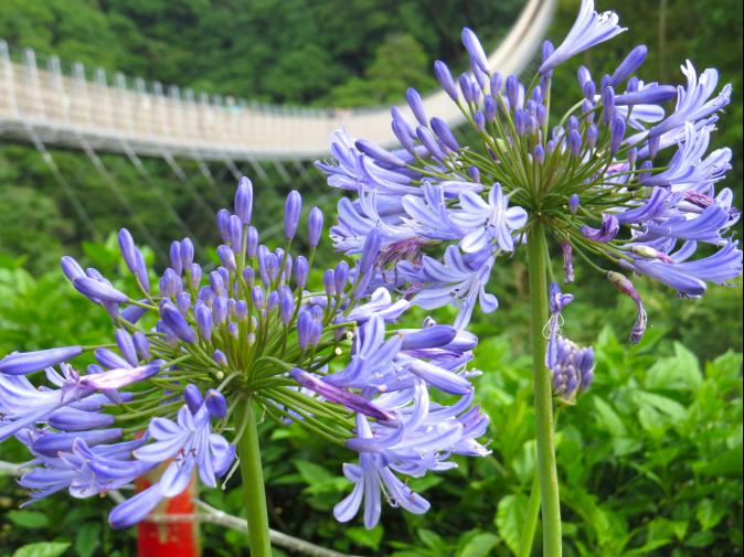 4000株同時綻放 紫色浪漫愛情花季盛開中