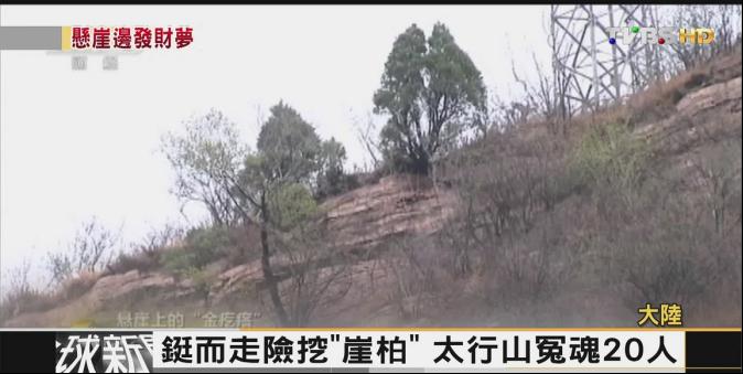 【FOCUS新聞】「崖柏」炒作身價暴漲 太行山淘「金」多