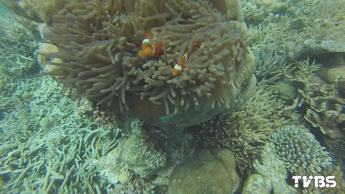 ​【科學不一樣】氫離子使碳酸鈣分解　衝擊海洋生物生態