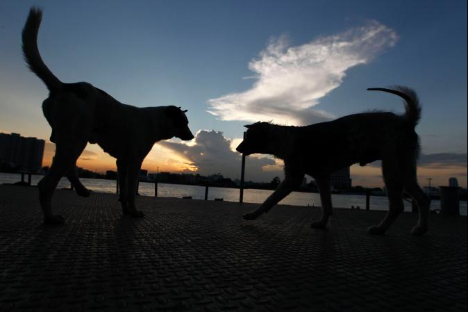 救命恩「狗」!棄嬰險遭兩犬撕咬 母狗怒吠搶救