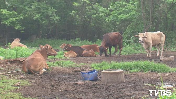 金門牛疑染口蹄疫 生鮮、牛肉乾禁止銷台