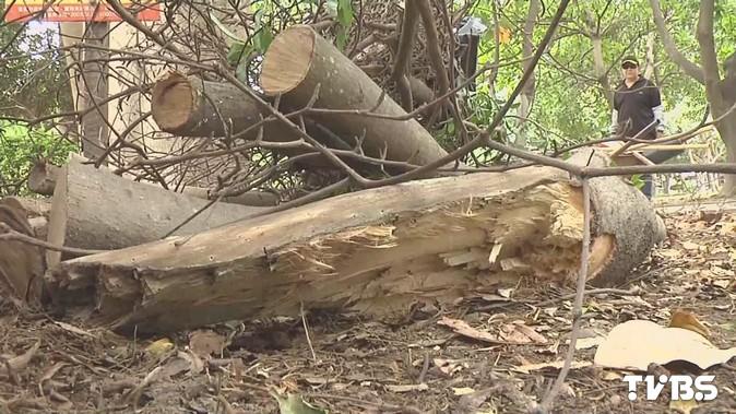 禍從天降！巴克禮公園樹枝斷　婦遭砸傷