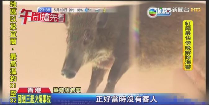 小野豬闖商場「逛童裝」 港警持盾戒備