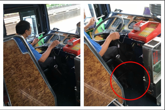 兩樣情!小黑狗誤闖交流道 全航司機暖心救援